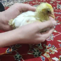 جوجه  ۴۵ روزه