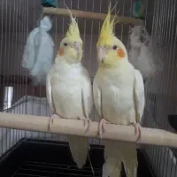 عروس هلندی لوتینو نر و ماده چهار ماهه. معاوضه دارم