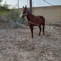 اسب عرب خالص بدون مدرک