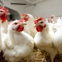 مرغ و خروس زنده