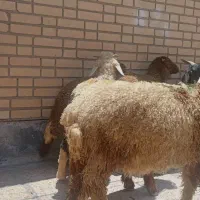 گوسفند