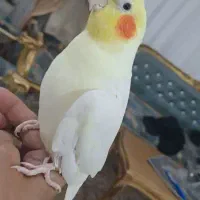عروس هلندی