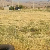 ده-هکتار-زمین-کشاورزی-با-چاه-برا-اجاره-یک-سال