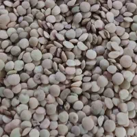 عدس|خوردنی و آشامیدنی|چرداول, |دیوار