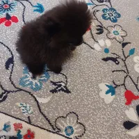 عروسگی فنجانی