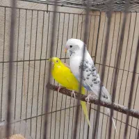 مرغ عشق|پرنده|خرمدره, |دیوار