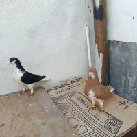 کفتر شهری .طوقی