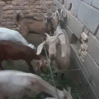 بز دورگ آلپاین