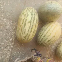 فروش خربزه.هم گوسفندی و هم درجه یک،دو.