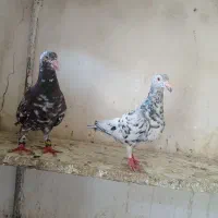 سار سرور