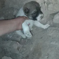 توله