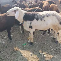 گوسفند‌افشاری‌‌معاوضه‌بانیسان دیزل یا مینوبوس