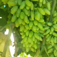 غوره درشت و آب دار مخصوص آب گیری