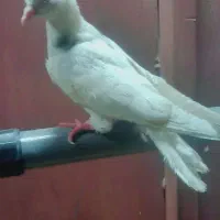 مجسمه|مجسمه، تندیس، ماکت|زابل, |دیوار