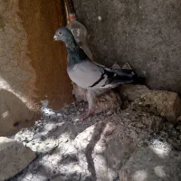 کبوتر