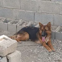 سگ ژرمن ۲ساله حرف گوش کن