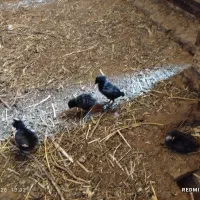 فروش جوجه و بوقلمون