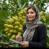 فروش نهال کامکوات گردو بادام سنجدصنوبر فندق گلدانی