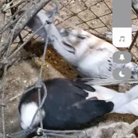 کفتر|پرنده|سندرک, |دیوار