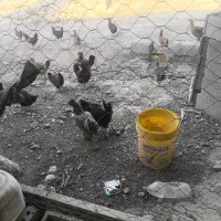 مرغ وخروس