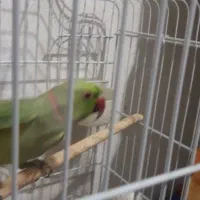 طوطی مِلنگو
