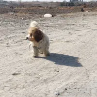 سگ شیتزو|سگ|محمدشهر, محمدشهر|دیوار