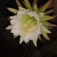 تیغ مشکی  نوعی کاکتوس