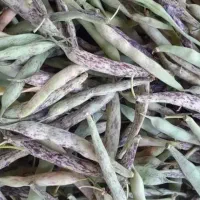 باقالی