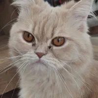 گربه پرشین اسکاتیش نر
