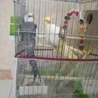 دو جفت عروس هلندی کار داده