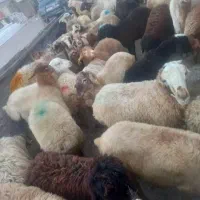 گوسفند قربانی