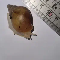 حلزون الوبینا