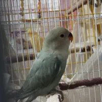 فروش طوطی برزیلی یا معاوضه