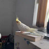 عروس هلندی گمشده
