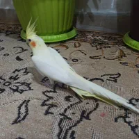 1عدد‌جوجه‌عروس