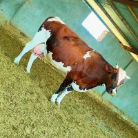 گاو ۸ ماه آبستن  ۴۵ کیلو شیر