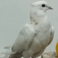 کبوتر کاکلی