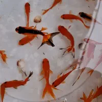 150عدد ماهی قرمز دونه ای10تومن