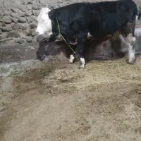 2عدد گوساله نر