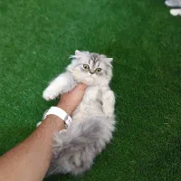 اسکاتیش نر