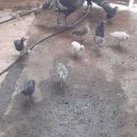 بوقلمون
