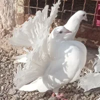 کبوتر دم چتری
