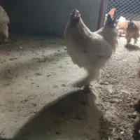 خروس بر هما جوان