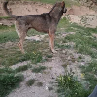 سگ  سرابی