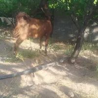 بز پاکستانی