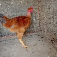 خروس