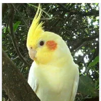 سلام یک عروس هلندی گم شده
