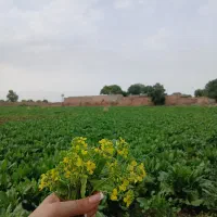 با زدن این کد ۳۰۰ هزارتومان جایزه ببر