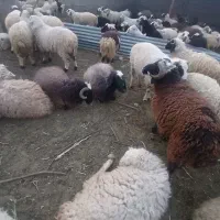 بره کهره بز بزغاله نری
