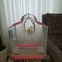 عروس هلندی